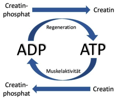 Die Rolle von Creatin Monohydrat im ATP-ADP Energiezyklus der Muskulatur